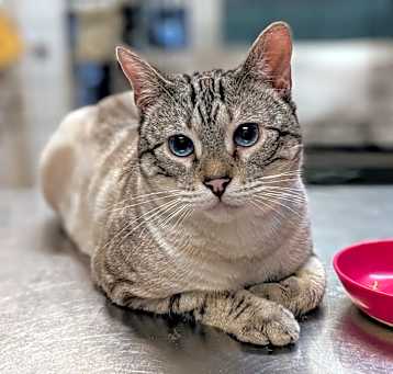 Photo of Shere Khan