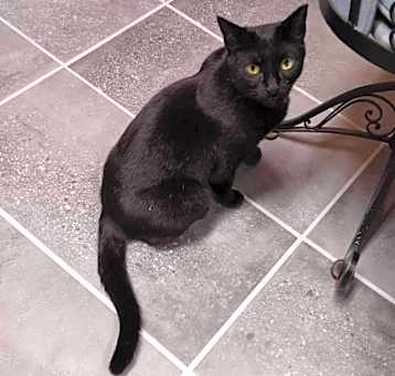 Photo of Jetta