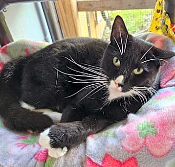 Photo of Squeaks