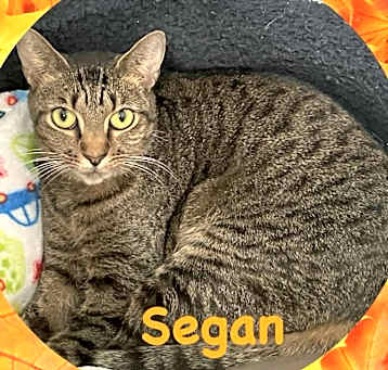 Photo of Segan