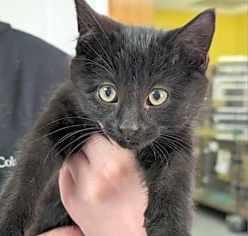 Photo of Jingle