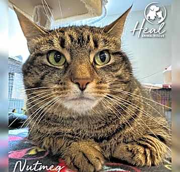 Photo of Nutmeg