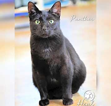 Photo of Panther