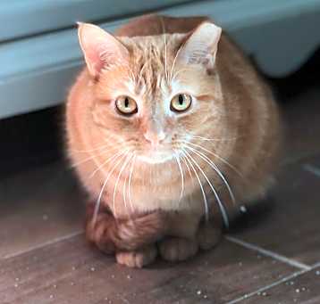 Photo of Scarlett - Shy