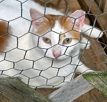Photo of Mark Twain - Indoor Only Working Cat
