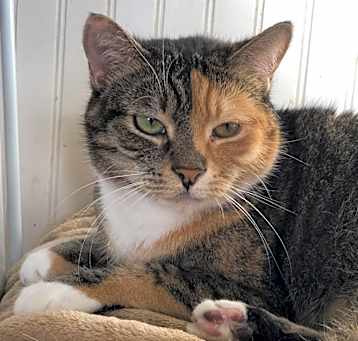 Photo of Zelda - Shy