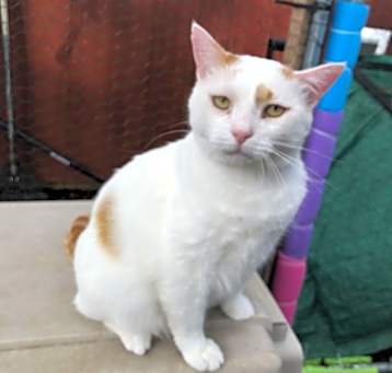 Photo of Buddy - FIV+