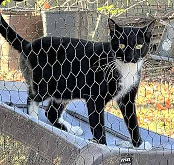 Photo of Binx - Barn/Working Cat