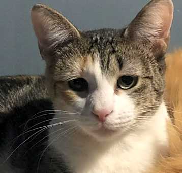 Photo of Kiki - Shy