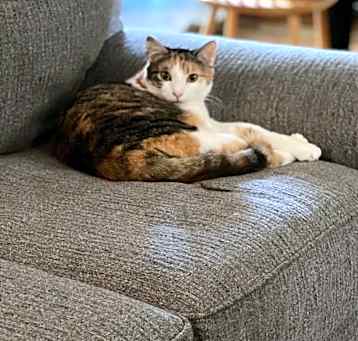 Photo of Sandy - Barn/Working Cat
