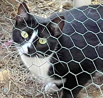 Photo of Blaze - Barn/Working Cat