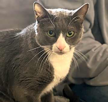 Photo of Nugget