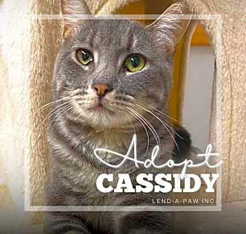 Photo of Cassidy