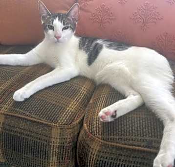 Photo of Whiskey