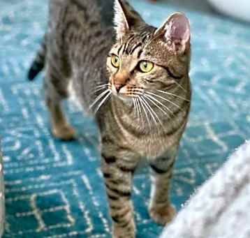Photo of Pepper