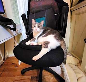 Photo of Annabelle