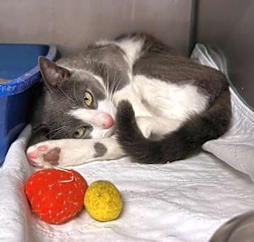 Photo of Grey