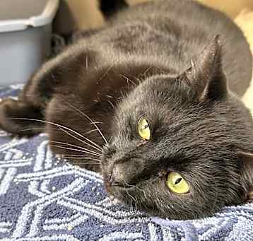 Photo of Binx