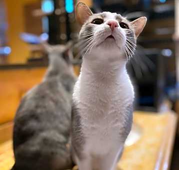 Photo of Red Stripe