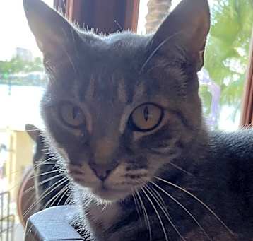 Photo of Dahlia