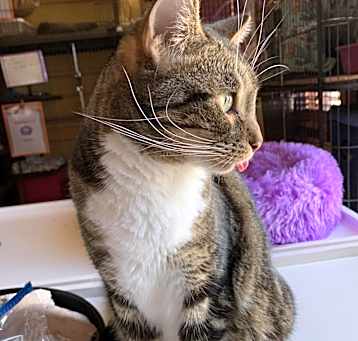 Photo of Toby