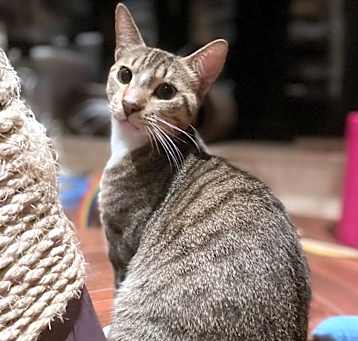 Photo of Bindi