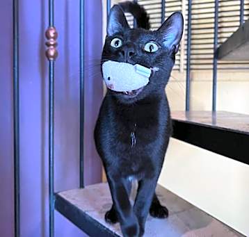 Photo of Kitty Pryde