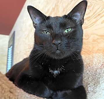 Photo of Poncho