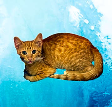 Photo of Newt