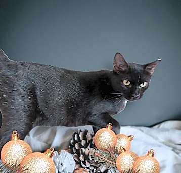 Photo of Elvira