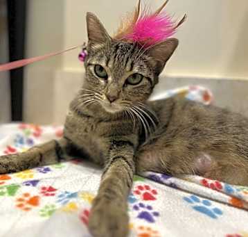 Photo of Miss Kitty