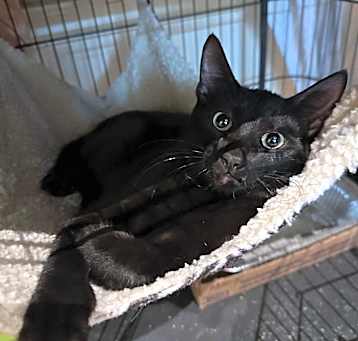Photo of Mango