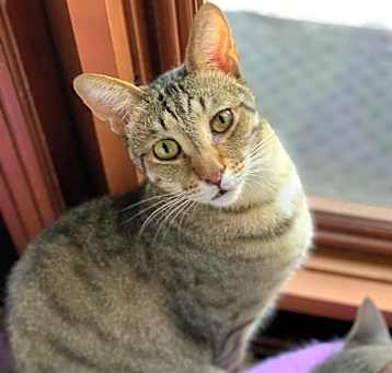 Photo of Gin