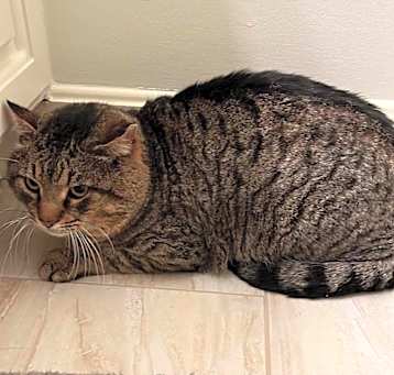Photo of Tommy Boy
