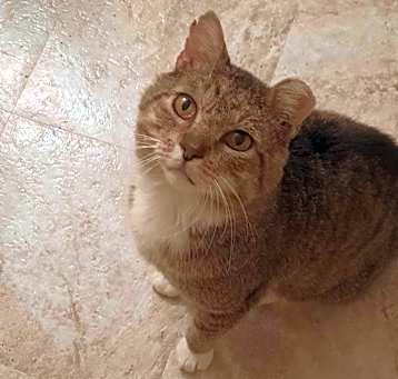 Photo of Grey Stripe