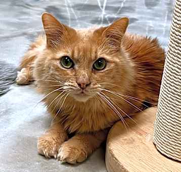 Photo of Main (& Whiskers)