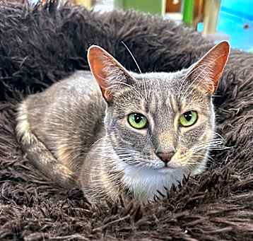 Photo of Whiskers (& Main)