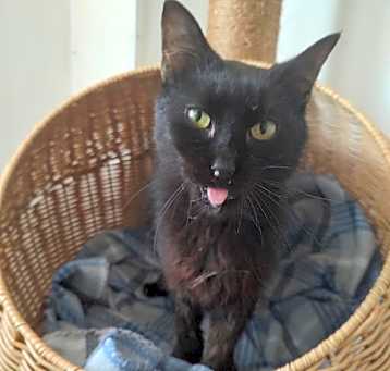Photo of Gin