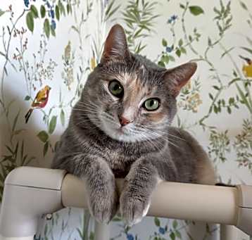 Photo of Daisy