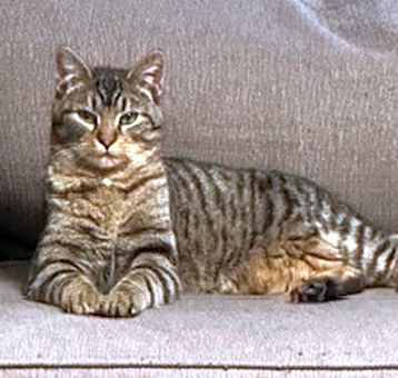 Photo of Guinness