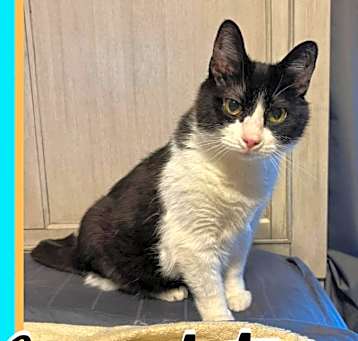 Photo of Bandit