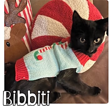 Photo of Bibbiti