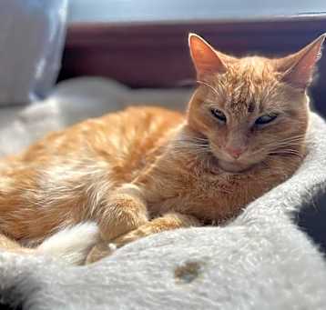 Photo of Percival