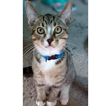 Photo of Mittens