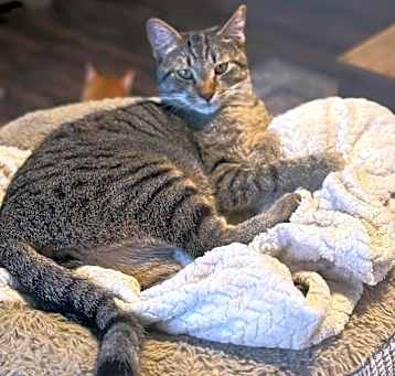 Photo of Wren