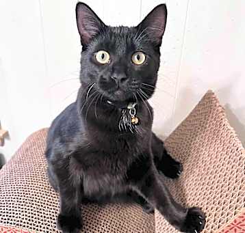 Photo of Starry