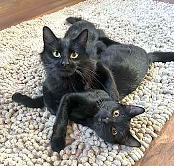 Photo of Chocolate Chip (Ceecee) - bonded with Mini Chocolate Chip