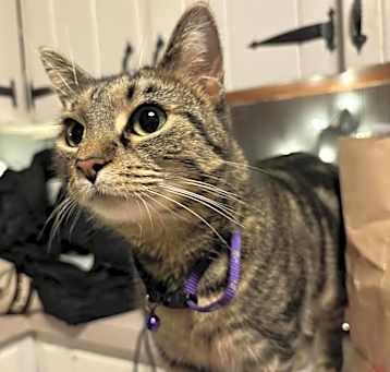 Photo of Biscuit