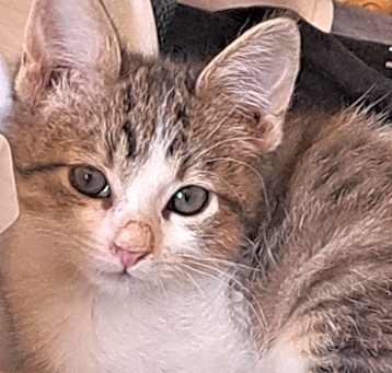Photo of Missy