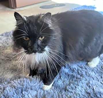 Photo of Sylvester